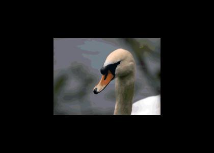 Stop looking at me, emo swan!