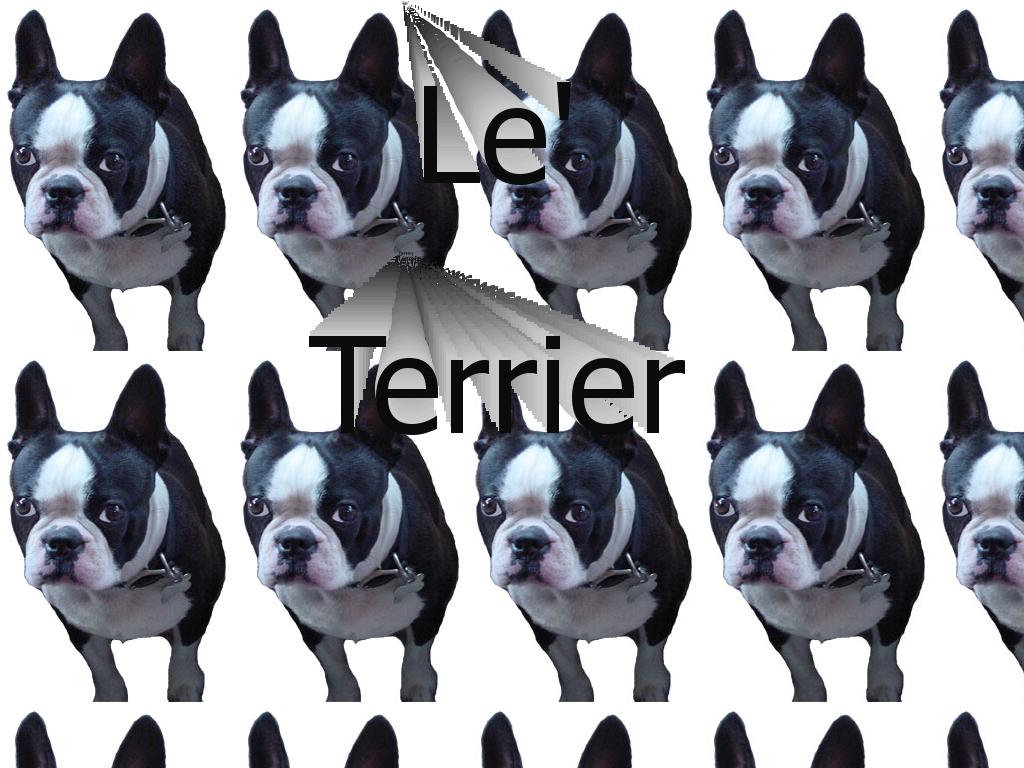 Terrier
