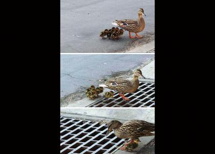 Ducks care