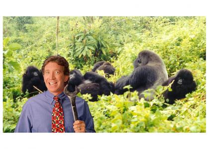 Tim Allen and the Gorillas