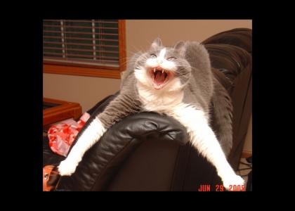 Scary Cat Belts Out A Face Melter!