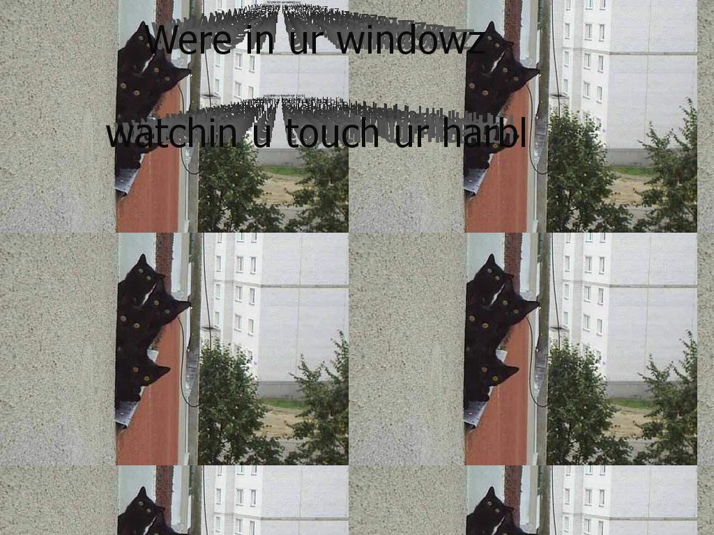 windowcats