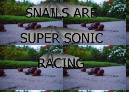 snail racing