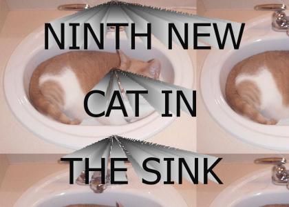 NINTH NEW CAT IN THE SINK