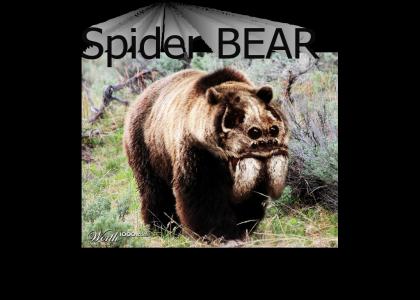 spider BEAR