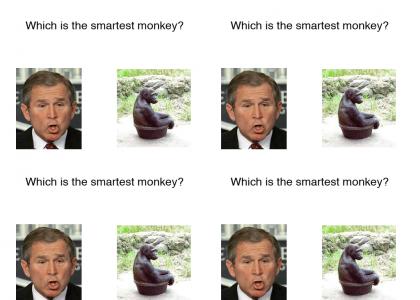 Smartest monkey