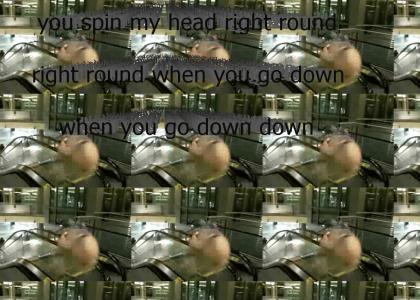 you spin my head right round right round when you go down when you go down down