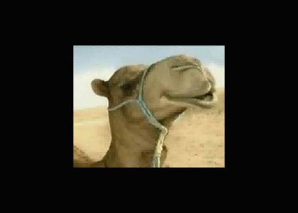 Rocking  camel
