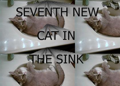 SEVENTH NEW CAT IN THE SINK