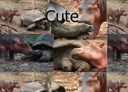 Turtle and Hippo is Back!