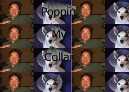 Poppin' Your Collar is Gay