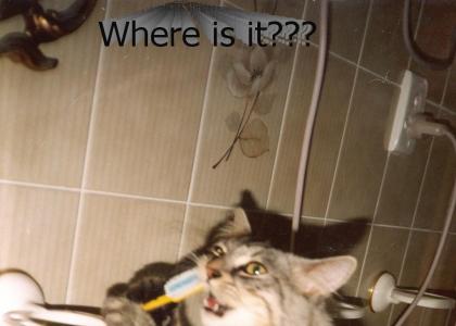 Where Is My toothbrush?