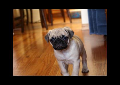 Pug Puppy Stares Into Your Soul...