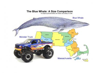 EducateTMND: Big Blue Whales!!!