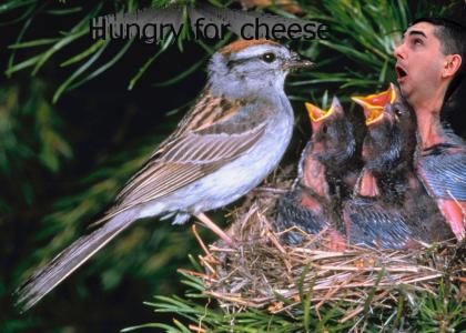 Hungry Baby Bird -