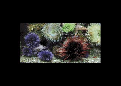:( Sea Otters Attack: Urchins Emergency