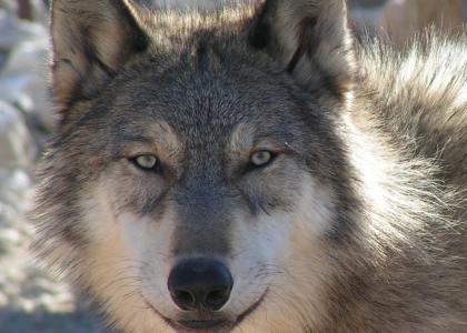 Wolf stares into your soul.