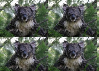 a cute koala..for Uhhh