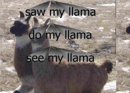I saw my llama