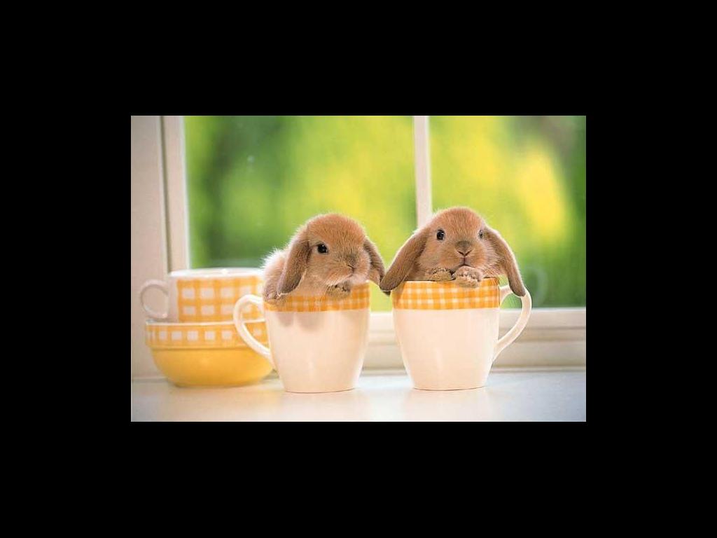 cheesebunnies