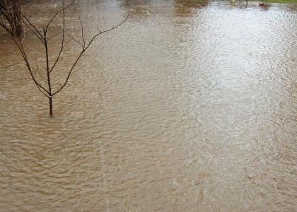 My backyard is flooded :/