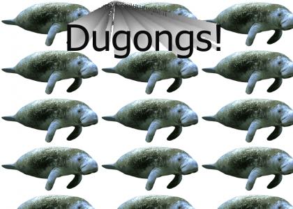 Dugongs