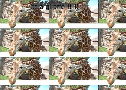 Its a giraffe!