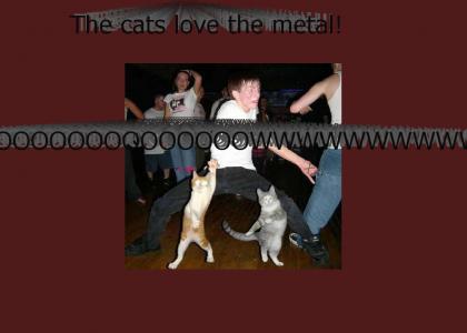 The cats love Pantera