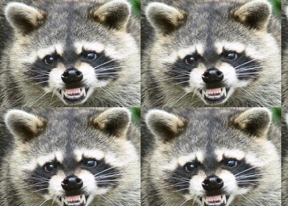 HUSL Raccoon loves you!!!