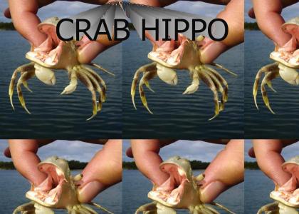 crabhippo