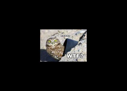 WTF owl is stunned
