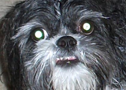 Possessed Shih Tzu stares into your soul...
