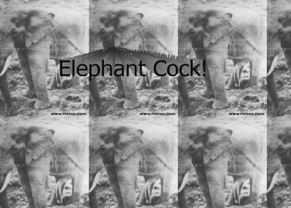 Elephant Cock
