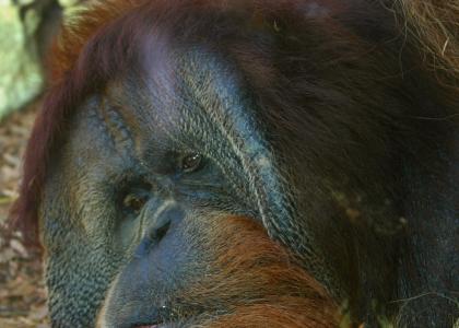 Philosophical Ape Looks back on Life