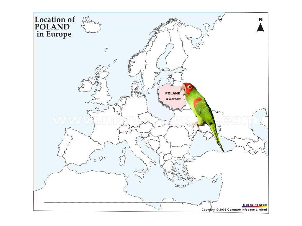 parrotstolemythumpPoland