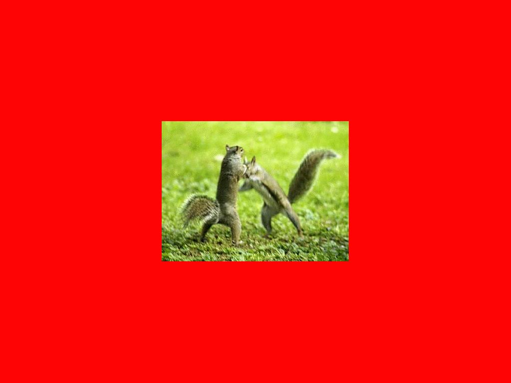 squirrelsworkit