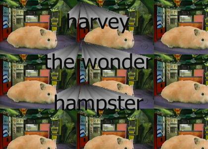 harvey the wonder hampster