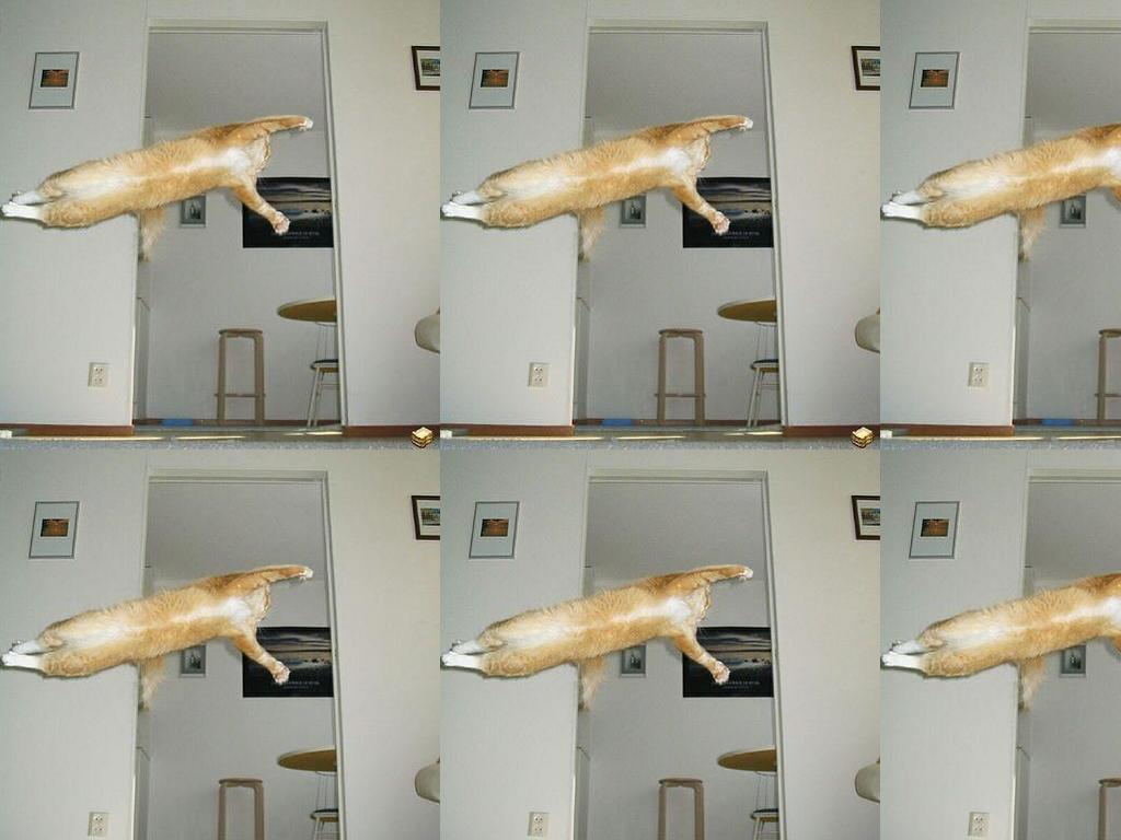 supercatcomes