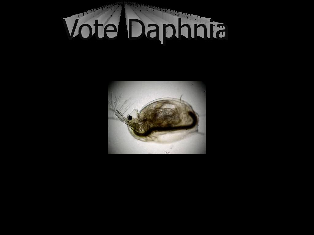 daphnia