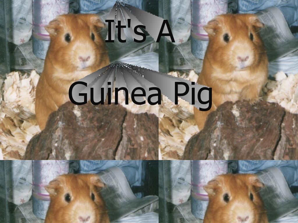 guineapig