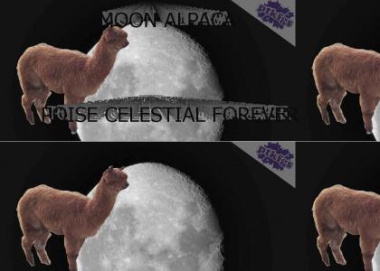 The Moon Alpaca ~ Poise Celestial Forever!
