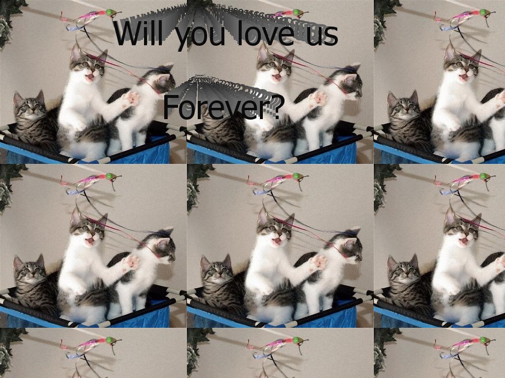cats4ever