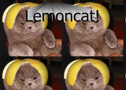 Limecat: A challenger appears...