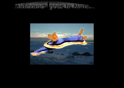 Nudibranch Goes to Nome