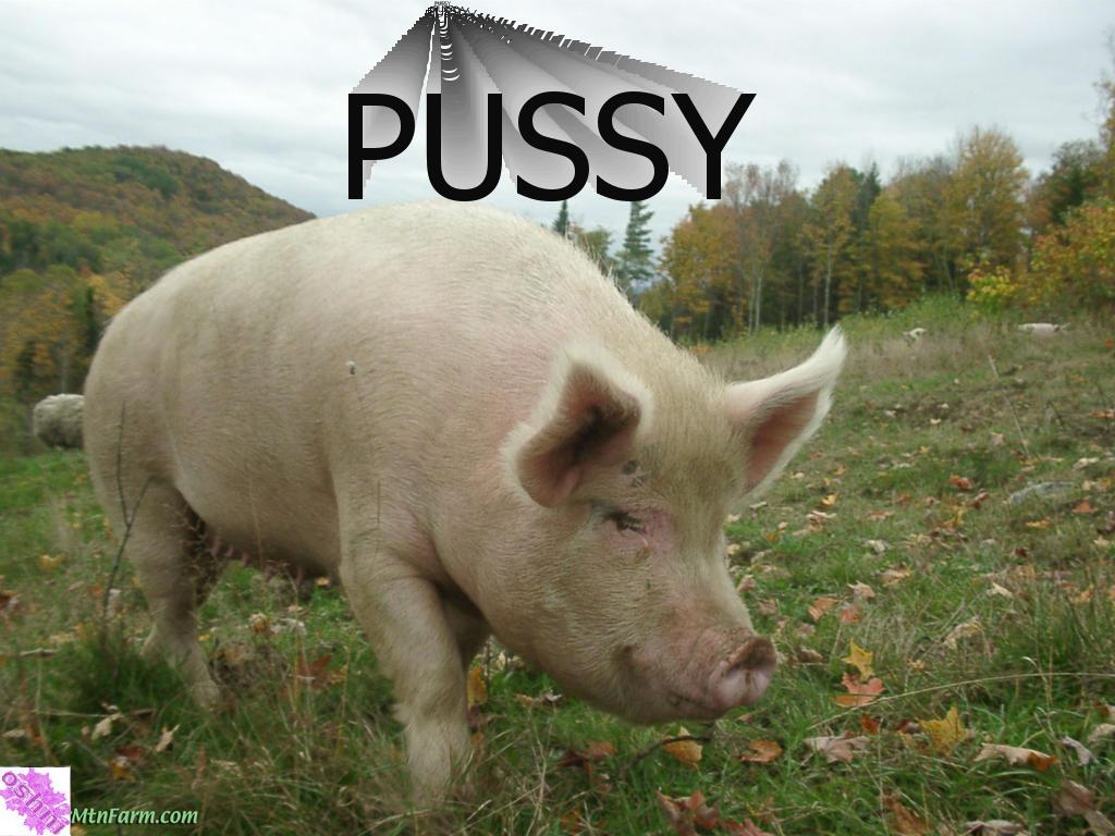 pussypig