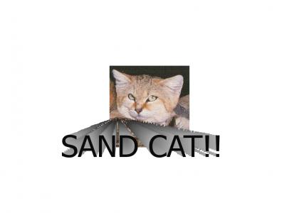 EMANCIPATION OF THE SAND CAT!!!