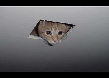 Ceiling Cat...Stares Into Your Soul