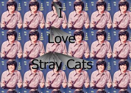 baron loves stray cats