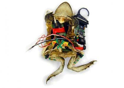 Frog with Implanted Webserver [ ewwwwww ]
