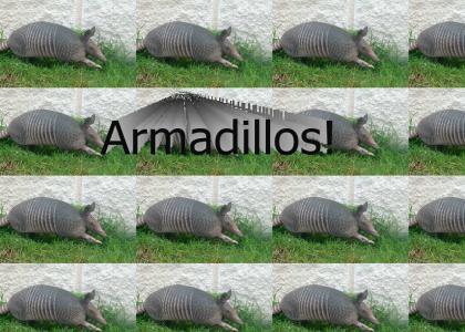 Armadillos! Armadillos!